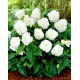 Begonia Non Stop - biała - 2 szt.
