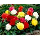 Begonia Non Stop - mix kolorów - 2 szt.