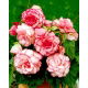Begonia - Bouton de Rose - różowo-biała - 2 szt.