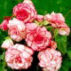Begonia - Bouton de Rose - różowo-biała - 2 szt.