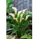 Calla Crystal Blush