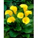 Calla Florex Gold - cebulka XXL