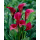 Calla ciemnoróżowa - cebulka XXL
