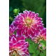 Dalia - Purple Explosion - duża paczka! - 10 szt.
