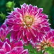 Dalia - Purple Explosion - duża paczka! - 10 szt.