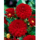 Dalia czerwona - Dahlia Red - duża paczka! - 10 szt.