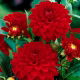 Dalia czerwona - Dahlia Red - duża paczka! - 10 szt.