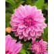 Dalia - Lavender Perfection - GIGA paczka! - 50 szt.