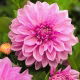 Dalia - Lavender Perfection - GIGA paczka! - 50 szt.