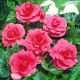 Begonia pełna - różowa - duża paczka! - 20 szt.