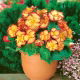 Begonia - Marginata Yellow - żółto-czerwona - duża paczka! - 20 szt.