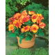 Begonia - Picotee Yellow - żółto-pomarańczowa - duża paczka! - 20 szt.