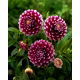 Dalia - Edinburgh - GIGA paczka! - 50 szt.