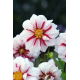 Dalia - Fire and Ice - GIGA paczka! - 50 szt.