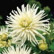 Dalia kaktusowa biała - Dahlia cactus White - duża paczka! - 10 szt.