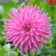 Dalia kaktusowa różowa - Dahlia cactus Pink - duża paczka! - 10 szt.