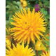 Dalia kaktusowa żółta - Dahlia cactus Yellow - duża paczka! - 10 szt.