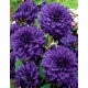 Dalia niebieska - Dahlia Blue - duża paczka! - 10 szt.