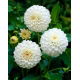 Dalia - White Aster - duża paczka! - 10 szt.