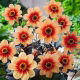 Dalia - Sunshine - duża paczka! - 10 szt.