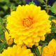 Dalia żółta - Dahlia Yellow - duża paczka! - 10 szt.