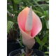 Dziwidło różowe - Amorphophallus bulbifer - unikat! - duża paczka! - 10 szt.