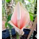Dziwidło różowe - Amorphophallus bulbifer - unikat! - duża paczka! - 10 szt.