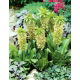 Eucomis bicolor - Eukomis dwubarwny - duża paczka! - 20 szt.