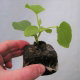 Pęczniejąca doniczka torfowa - GrowBlock - 80x80 mm - 288 szt.