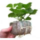 Pęczniejąca doniczka torfowa - GrowBlock - 50x50 mm - 200 szt.