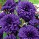 Dalia niebieska - Dahlia Blue - duża paczka! - 10 szt.