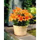 Lilia miniaturka - Orange Pixie - GIGA paczka! - 50 szt