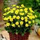 Dalia - Topmix Yellow - duża paczka! - 10 szt.