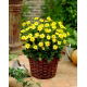 Dalia - Topmix Yellow - duża paczka! - 10 szt.