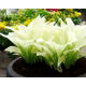 Funkia - Hosta White Feather - duża paczka! - 10 szt.
