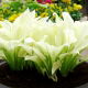 Funkia - Hosta White Feather - duża paczka! - 10 szt.
