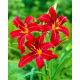 Liliowiec Crimson Pirate - duża paczka! - 10 szt.