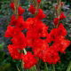 Mieczyk Firecracker - 5 szt.