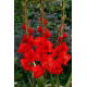 Mieczyk Firecracker - 5 szt.