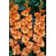Mieczyk Princess Ruffle - 5 szt.