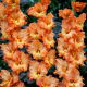 Mieczyk Princess Ruffle - 5 szt.