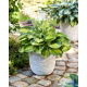 Funkia - Hosta Alligator Alley