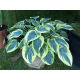 Funkia - Hosta First Frost