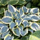 Funkia - Hosta First Frost