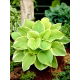 Funkia - Hosta Fragrant Bouquet - pachnąca
