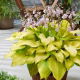 Funkia - Hosta Ki Ren Jyaku - różowy, półpełny kwiat