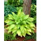 Funkia - Hosta Lady Guinevere - ciemnoróżowy kwiat