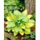 Funkia - Hosta Paul's Glory
