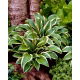 Funkia - Hosta Queen Josephine - duża paczka! - 10 szt.
