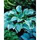 Funkia - Hosta Regal Splendor - duża paczka! - 10 szt.